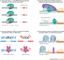 In pursuit of design principles of regulatory sequences | SEED-DREAM Lab info | Scoop.it