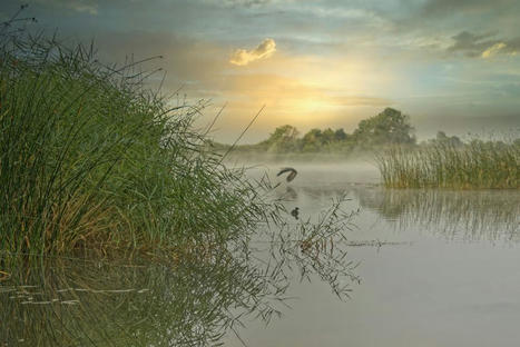 Aux Entretiens de la biodiversité, les scientifiques alertent sur la disparition des zones humides | Biodiversité | Scoop.it