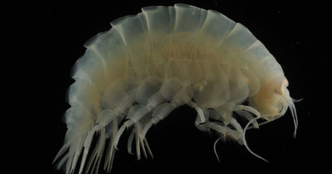 Man-made fibres and plastic found in the deepest living organisms | Biodiversité | Scoop.it