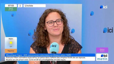 Chikungunya en Alsace : "c'est une possibilité", prédit une responsable de la lutte contre le moustique tigre - ici | Alsace Actu | Scoop.it