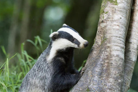 BADGER KILLING SET TO CONTINUE IN SPITE OF ASSURANCES | World Science Environment Nature News | Scoop.it