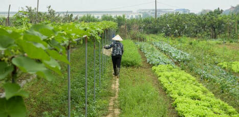 The serious game of agroecological transition | Questions de développement ... | Scoop.it
