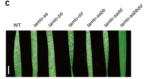 Simultaneous editing of three homoeoalleles in hexaploid bread wheat confers heritable resistance to powdery mildew | Plant Molecular Farming | Scoop.it