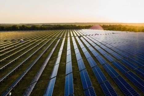 ITALIAN and Croatian Olive Growers Test New Carbon Credit Project | CIHEAM Press Review | Scoop.it