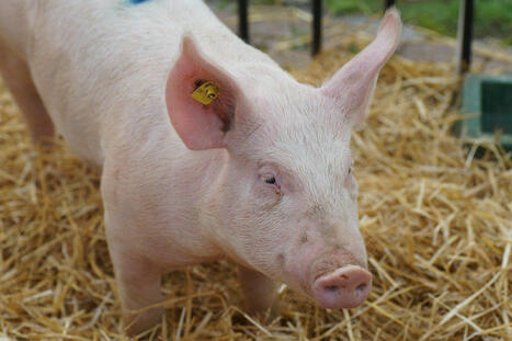 Le Brésil doublera ses exportations de viande de porc pour deux raisons essentielles | Actualité Bétail | Scoop.it