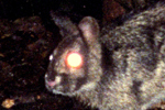 Forgotten species: the overlooked Sumatran striped rabbit | World Science Environment Nature News | Scoop.it