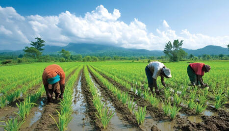 ALIMENTATION : Le riz, une denr&eacute;e essentielle pour se nourrir | Revue de presse - Club DEMETER | Scoop.it