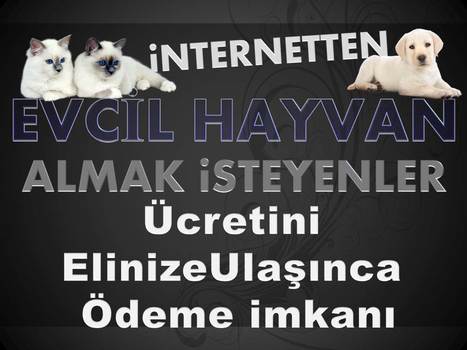 Satılık Evcil Hayvan