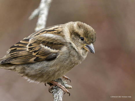 Small Birds at 1120 mm | Mirrorless Cameras | Scoop.it