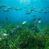 Biodiversité