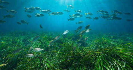 Bon état écologique des eaux marines : la version 2025 de la définition en consultation | Biodiversité - @ZEHUB on Twitter | Scoop.it