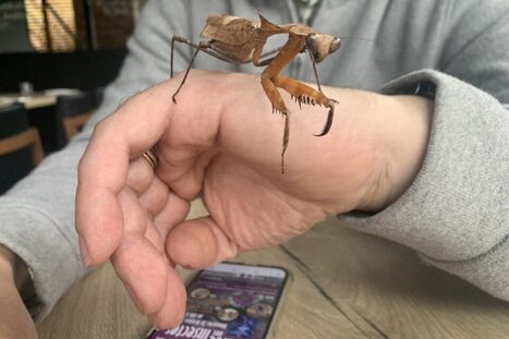 Yvelines : une bourse aux insectes vivants, pour ne plus en avoir peur et les adopter | Variétés entomologiques | Scoop.it