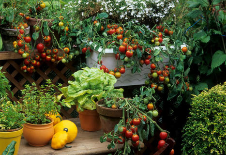Potager : que planter au printemps sur son balcon ? | Attitude BIO | Scoop.it