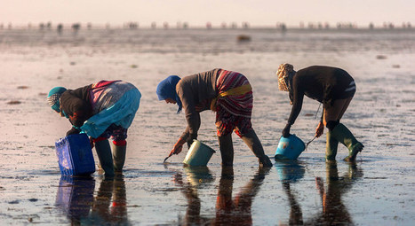 UN: A deep dive into Zero Hunger: farming the seas | CIHEAM Press Review | Scoop.it