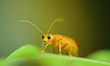 Au Sri Lanka, une importante biodiversité | Insect Archive | Scoop.it