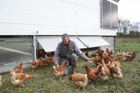 Bretagne : avec son poulailler roulant, il facilite la vie des poules | Les Colocs du jardin | Scoop.it