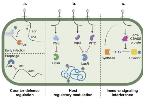 Timing is everything: regulation of bacterial defences and phage counter-defences | Cin | RMH | Scoop.it