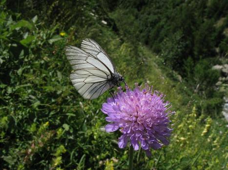 Identifie et compte les papillons de ton jardin | Les Colocs du jardin | Scoop.it