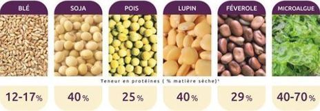Une richesse naturelle en protéines | Huiles végétales | Scoop.it