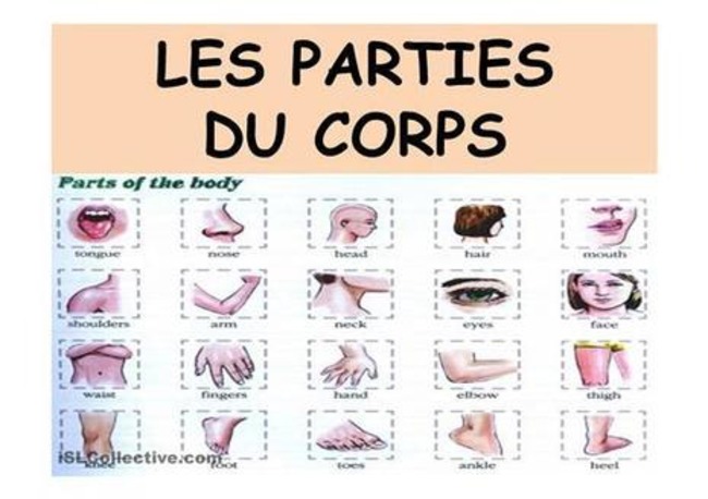 LES PARTIES DU CORPS | POURQUOI PAS... EN FRANÇAIS ? | Scoop.it