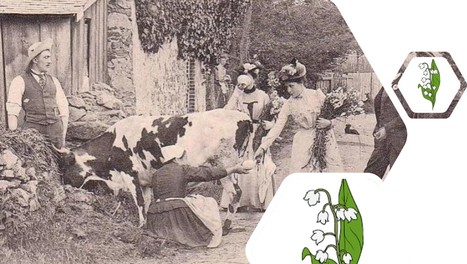 Histoire et patrimoine : Le 1er mai, la tradition du lait perdure | Lait de Normandie... et d'ailleurs | Scoop.it