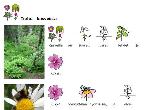 Tietoa kasveista | Kuvasivut | Papunet | 1Uutiset - Lukemisen tähden | Scoop.it