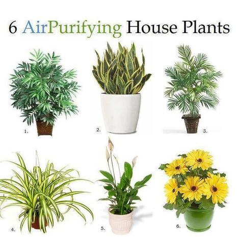 house plants | Eco-Friendly Lifestyle | Scoop.it