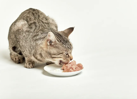 San Francisco Cat is Euthanized After Eating Pet Food Tainted with Bird Flu | Virus World | Scoop.it