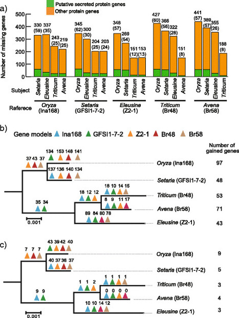 BMC Genomics: Host specialization of the blast fungus Magnaporthe oryzae is associated with dynamic gain and loss of genes linked to transposable elements (2016) | Plant Pathogenomics | Scoop.it