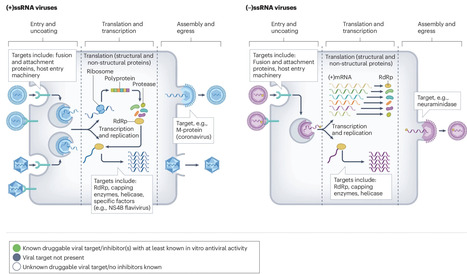Towards broader-spectrum direct-acting antivirals against RNA viruses | Nrm | RMH | Scoop.it