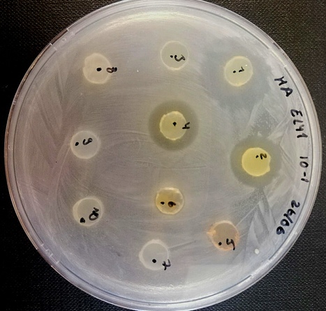 Diverse Natural Product Biosynthesis Capacities in the Marine Bacterial Genus Aquimarina | iBB | Scoop.it