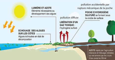 Algues vertes sur le littoral et sulfure d’hydrogène dans l’air | HCSP | Prévention du risque chimique | Scoop.it