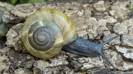 Moule, calamar, escargot : qui sera élu mollusque de l'année ? | Biodiversité | Scoop.it