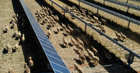En Australie, des "moutons solaires" pionniers de l'agrivolta&iuml;sme - Imaz press | Pour innover en agriculture | Scoop.it