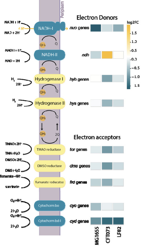 Decoding E. coli's Gut Survival Strategies: A CRISPRi Approach Across Diets, Inflammatory Environment and Strains | brvsys | RMH | Scoop.it
