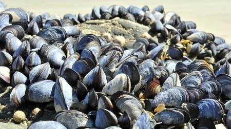 Gel inspired by mussels might act as filling putty for blood vessels | Longevity science | Scoop.it