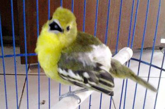 Merawat Burung Cipoh Sirtu Tangkapan Agar Berta