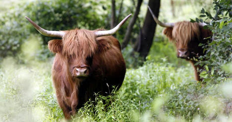Alsace. Bisons, vaches, moutons : les nouveaux alliés de la biodiversité | Alsace Actu | Scoop.it