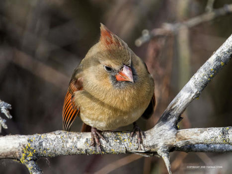Bird AI for Perched Birds | Mirrorless Cameras | Scoop.it