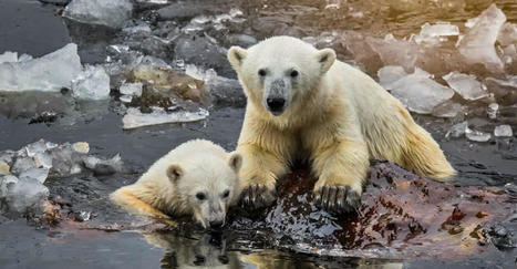 Voici la plus grande menace pour les ours polaires à court terme | Biodiversité - @ZEHUB on Twitter | Scoop.it