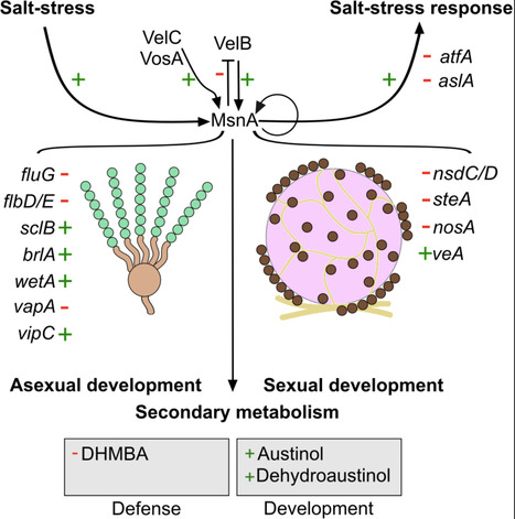 Molecular circuit between Aspergillus nidulans transcription factors MsnA and VelB to coordinate fungal stress and developmental responses | PLOS Genetics | RMH | Scoop.it