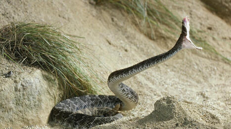 Serpents : bientôt un antivenin universel ? | Biodiversité - @ZEHUB on Twitter | Scoop.it