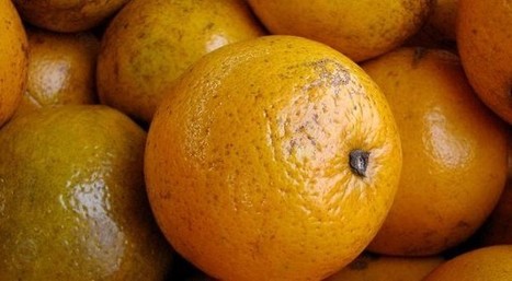 Les oranges de Floride sous la menace d'une bactérie tueuse | Variétés entomologiques | Scoop.it
