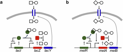 Effects of resource packaging on the adaptative and pleiotropic consequences of evolution | npj | RMH | Scoop.it