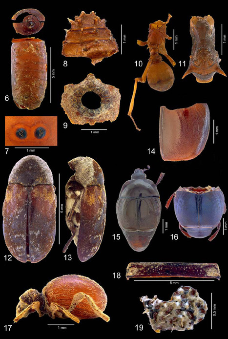 Étude archéoentomologique d’un ballot funéraire précolombien (grotte sépulcrale de la Candelaria, Mexique) | Insect Archive | Scoop.it