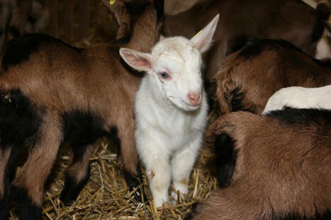 C’est le moment de mettre les chèvres à la reproduction pour avoir des chevreaux de Noël ! | SCIENCES DE L' ANIMAL | Scoop.it