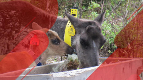 La captivit&eacute; pour sauver les caribous de Charlevoix | Vid&eacute;ojournal Qu&eacute;bec | Radio-Canada.ca | Ils parlent de nous ! | Scoop.it