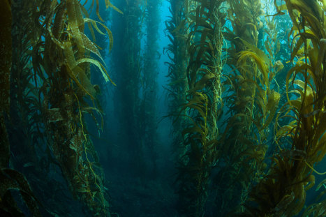 As Oceans Warm, the World’s Kelp Forests Begin to Disappear | Coastal Restoration | Scoop.it