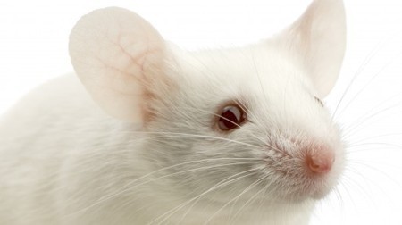 Researchers restore vision to mice by unlocking retina’s neural code | Longevity science | Scoop.it