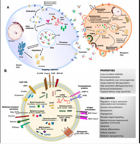 Exosomes as Drug Delivery Systems: Endogenous Nanovehicles for Treatment of Systemic Lupus Erythematosus | AUTOIMMUNITY | Scoop.it
